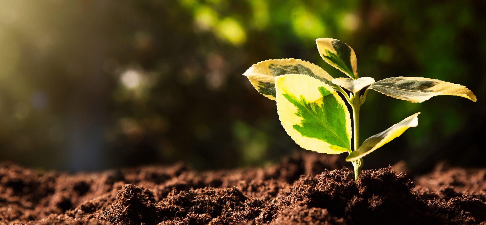 Ecologia a Sarau i més